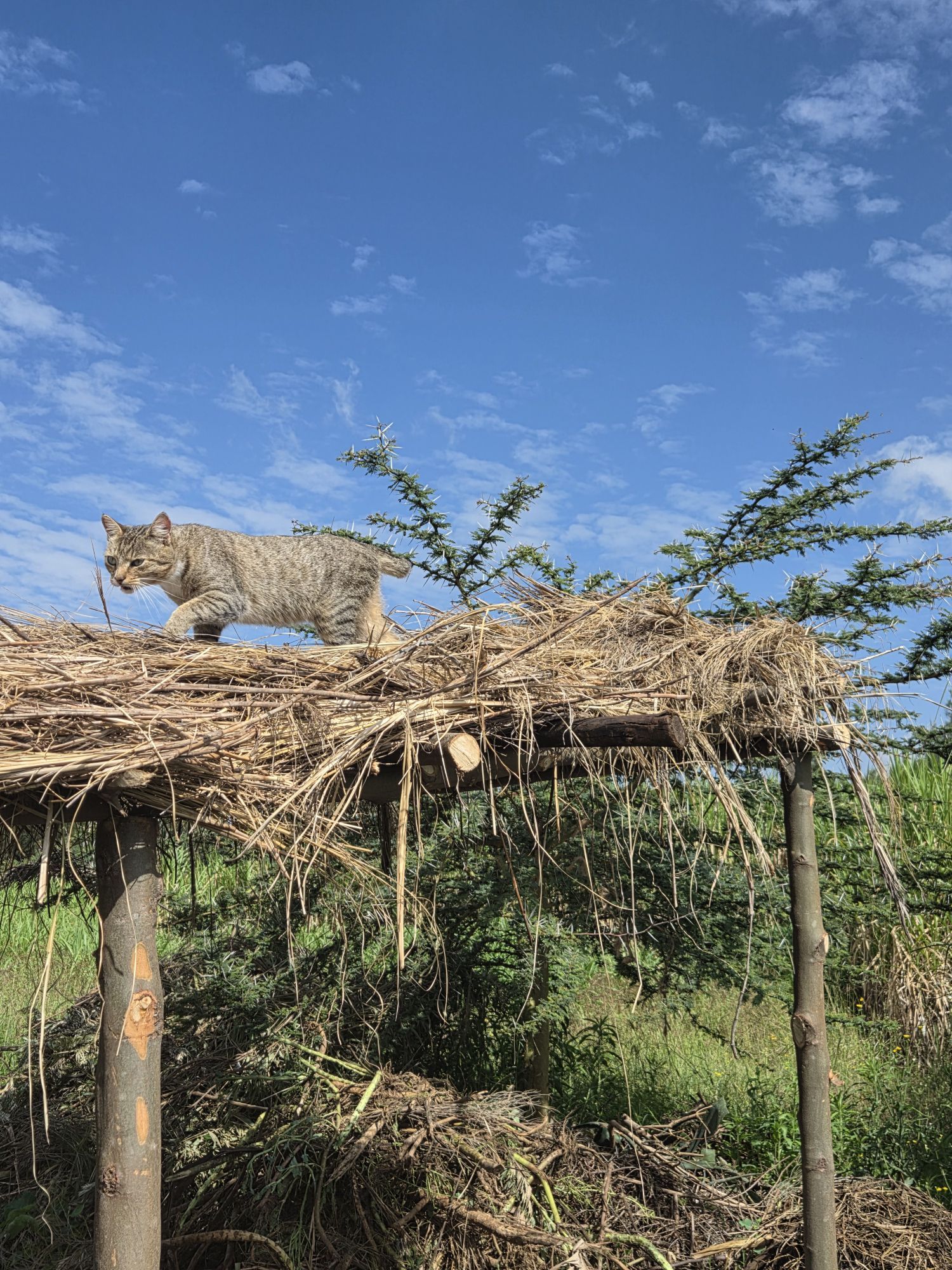 First days on a Kenyan farm