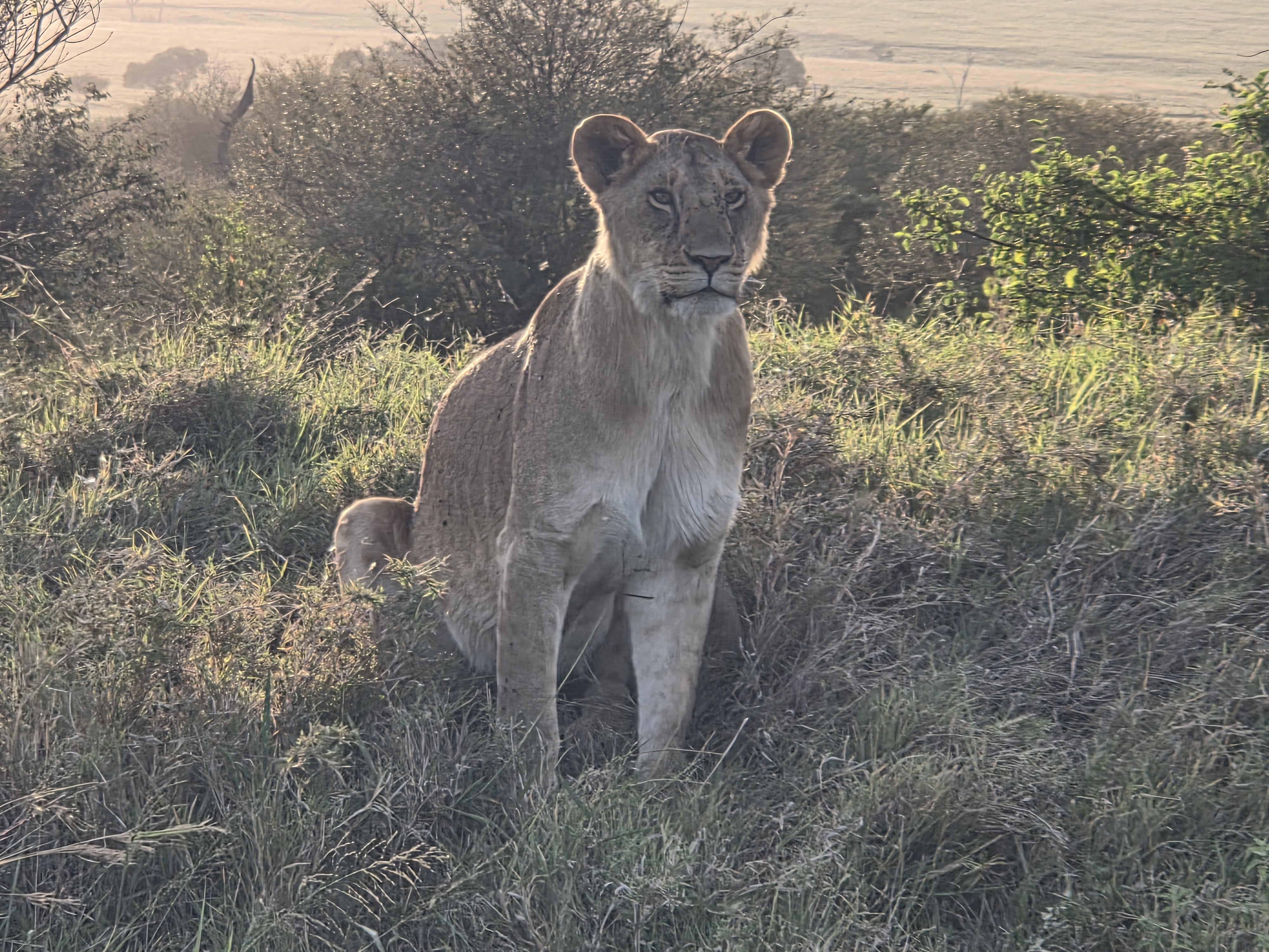 Maasai Mara Safari